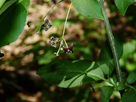 {Euonymus atropurpureus}